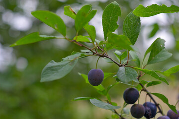 ripe small plums on a branch