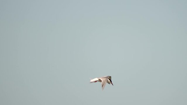 A Common Tern (Sterna hirundo) preying above the sea