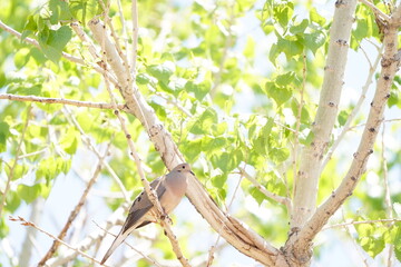 birds