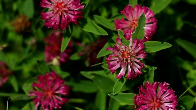 Purple flowers of red clover close-up (Trifolium pratense)sway in the meadow. Floral pattern,background.