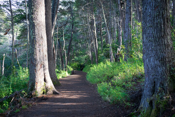 Obraz premium path in the forest