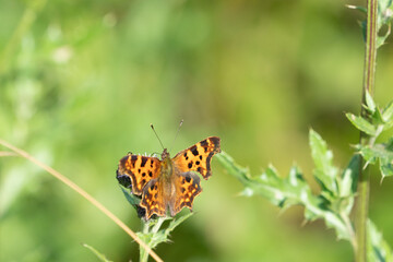 The Comma (Polygonia c-album Linnaeus, butterfly on a flower