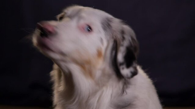 Cute Mini Australian Shepherd Dramatic Portrait, Head Tilt, Barking