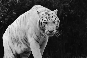 Le majestueux tigre blanc