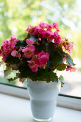 Pink begonia in a white vase, houseplant, begonia in a flower pot. Begonia on the windowsill, begonia on a green background. Close-up, selective focus.