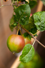 Ripe apple on a branch in the garden. Green apple close-up, selective focus, healthy food, gentle background.