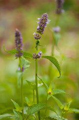 Lilac flower, melissa bush in the garden, melissa flower on a green background, close-up, selective focus, space for ideas, postcard, booklets, covers