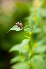 Lilac flower, melissa bush in the garden, melissa flower on a green background, close-up, selective focus, space for ideas, postcard, booklets, covers