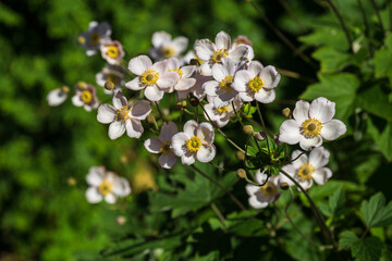 Japanese anemones