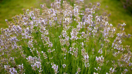 Lavender Lavandula angustifolia growing purple true English flower flowering plants herbal narrow-leaved lavender common garden field growth beautiful blooming blossom planting day closeup, Europe