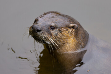 River otter, seen in the wild in North California