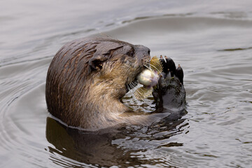 River otter catching a longjaw mudsucker, seen in the wild in North California