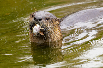 River otter catching a longjaw mudsucker, seen in the wild in North California