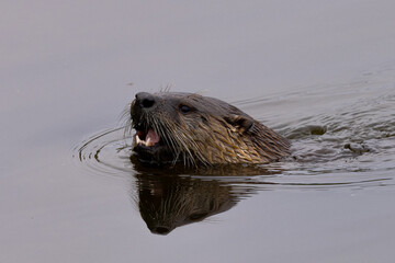 River otter, seen in the wild in North California