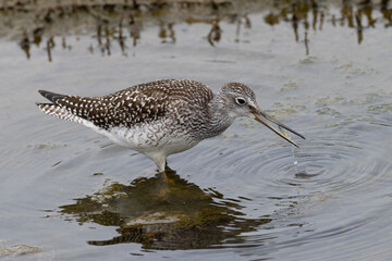 Greater yellowlegs eating a fish, seen in a North California marsh