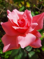 beautiful rose 