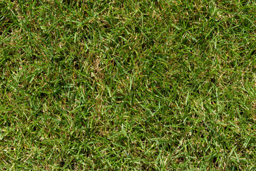 Green grass natural background. Mowed backyard lawn. Texture of fresh lawn grass close up. Park or green lawn. Summer nature background with place for text. Top view.