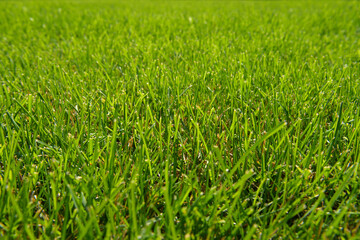 Green grass natural background. Mowed backyard lawn. Texture of fresh lawn grass.  Park or green lawn. Summer nature background with place for text. 
Close-up shot, selective focus.