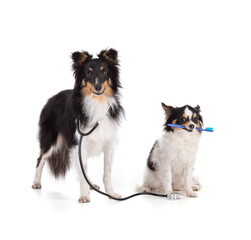 shetland and chihuahua with a stethoscope and a toothbrush