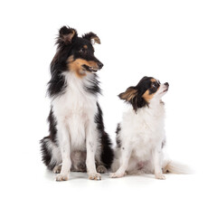 shetland and chihuahua sitting dogs looking to the side