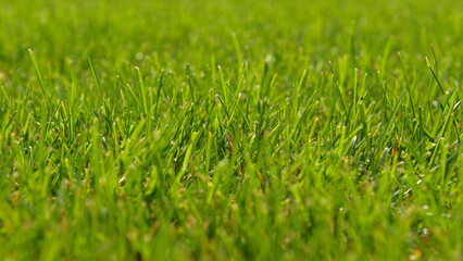 Green grass natural background. Mowed backyard lawn. Texture of fresh lawn grass.  Park or green lawn. Summer nature background with place for text. 
Close-up shot, selective focus.