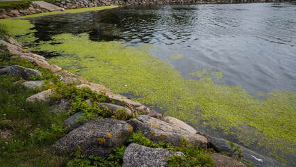 Sea shore full of blooming seaweed. Sea water cleanliness and quality. 