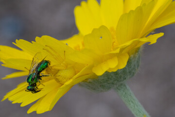 Mecaphesa spp. crab spider