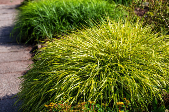 Hakonechloa Macra 'Aureola'