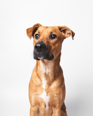 Cute puppy looking away from camera