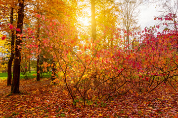 Catherine park landscape in autumn, Tsarskoe Selo (Pushkin), St. Petersburg, Russia