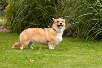Smiling corgi on a green lawn. Friendly corgi. Funny dog with short paws and big ears. Companion dog. The favorite breed of the Queen of England.