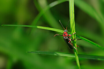 Cute small bug sitting on grass