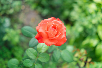 an open rosebud on a green background