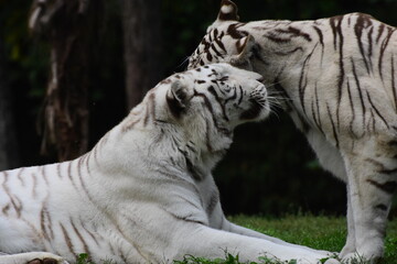 Le majestueux tigre blanc 