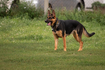 Naklejka na ściany i meble German Shepherd. Four paws. Purebred dog. Large dog. Dog training. A smart pet. A true friend. A German shepherd dog on a dog training ground.