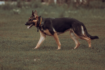 German Shepherd. Four paws. Purebred dog. Large dog. Dog training. A smart pet. A true friend. A German shepherd dog on a dog training ground.