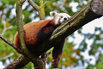 Portrait du panda roux