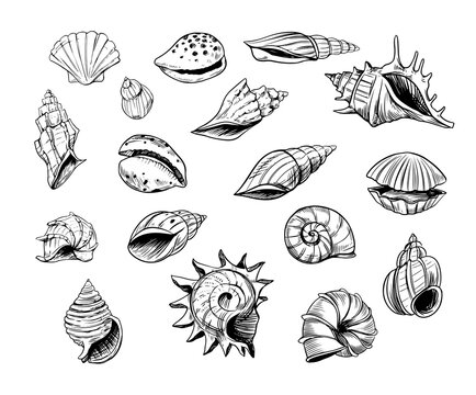 Seashell Sketch Images – Browse 29,589 Stock Photos, Vectors, and Video
