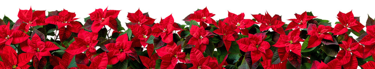 Red poinsettia flowers border isolated transparent png. Flor de Pascua horizontal seamless pattern. Christmas Eve plants hedge. - obrazy, fototapety, plakaty