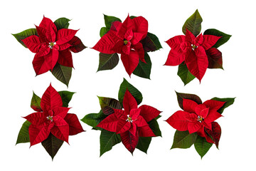 Poinsettia Christmas Eve flowers set isolated transparent png. Flor de Pascua. Red euphorbia pulcherrima plants. - Powered by Adobe