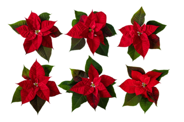 Poinsettia Christmas Eve flowers set isolated transparent png. Flor de Pascua. Red euphorbia pulcherrima plants.