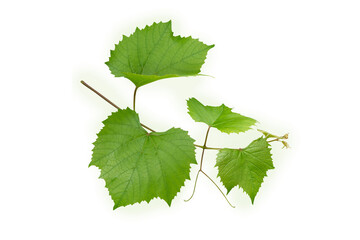 Grape branch isolated transparent png. Vine with green fresh leaves and tendrils. Grapevine. Vitis...