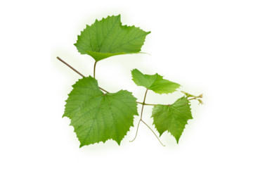 Grape branch isolated transparent png. Vine with green fresh leaves and tendrils. Grapevine. Vitis vinifera plant.