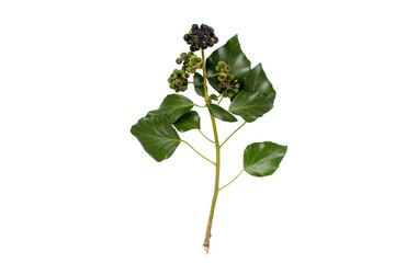Ivy branch with leaves and berries isolated transparent png. Hedera helix plant. - obrazy, fototapety, plakaty