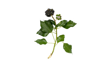 Commom ivy branch with leaves and fruits isolated transparent png. Hedera helix plant. - obrazy, fototapety, plakaty