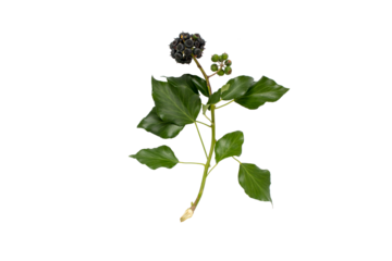 Commom ivy branch with leaves and fruits isolated transparent png. Hedera helix plant.