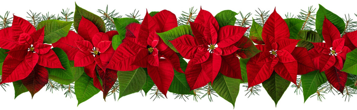 Poinsettia red flowers and fir tree garland isolated transparent png. Flor de Pascua horizontal seamless pattern. Christmas Eve plants border.