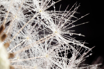 Dandelion seeds on a black background. Close-up. Soft focus