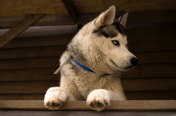 A husky dog stands on a wooden surface