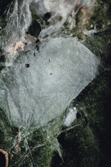Close up photograph of spider web on the leaf in the garden